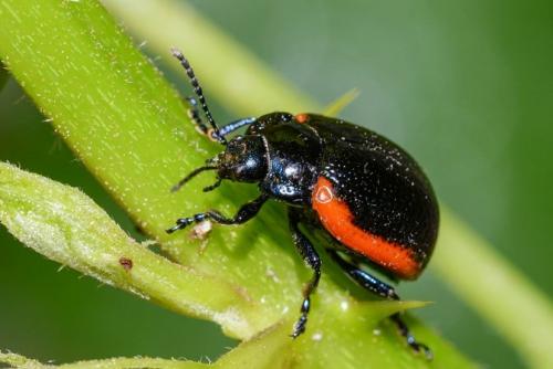 Réf. 255 526 : Chrysolina sp.
